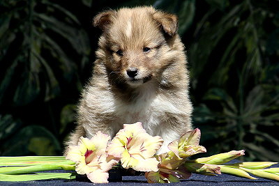 Tapsiger Tayo vom Affinger Bach, 5 Wochen alt