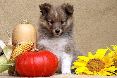 Tapsiger Tayo vom Affinger Bach, 6 Wochen alt