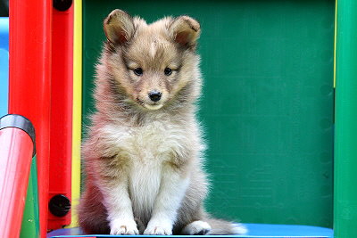 Tapsiger Tayo vom Affinger Bach, 7 Wochn alt