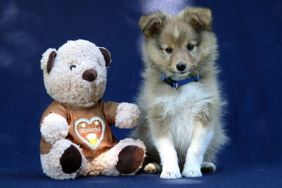 Tapsiger Tayo vom Affinger Bach, 8 Wochen alt