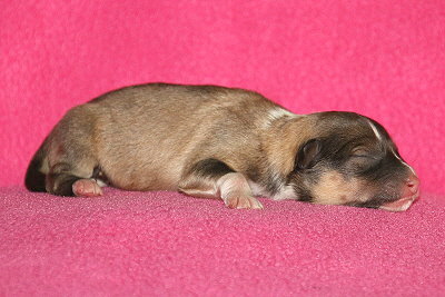 T3-4 vom Affinger Bach, 1 Tag alt