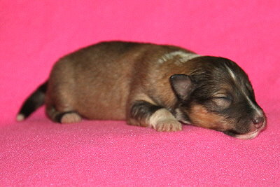 T�chtige Tynna vom Affinger Bach, 1 Woche alt