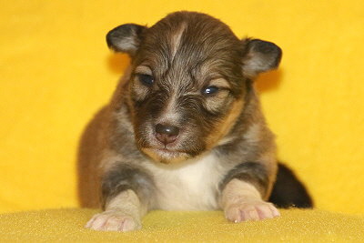 T3-4 vom Affinger Bach, 2 Wochen alt