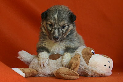 Tchtige Tynna vom Affinger Bach, 3,5 Wochen alt