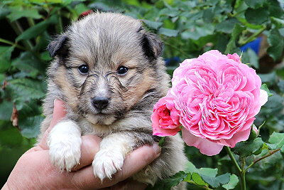 Tchtige Tynna vom Affinger Bach, 4 Wochen alt