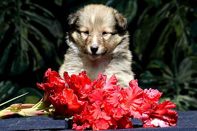 Tchtige Tynna vom Affinger Bach, 5 Wochen alt