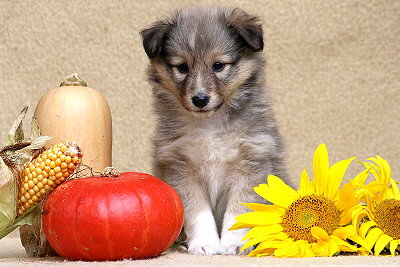 Tchtige Tynna vom Affinger Bach, 6 Wochen alt