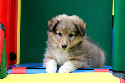 Tchtige Tynna vom Affinger Bach, 7 Wochen alt