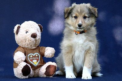 T�chtige Tynna vom Affinger Bach, 8 Wochen alt