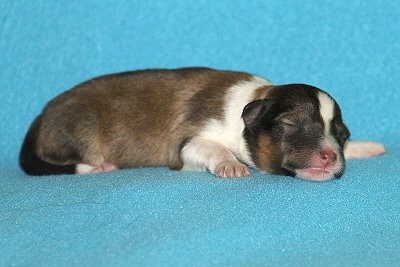 T3-5 vom Affinger Bach, 1 Tag alt