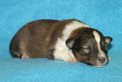 T3-5 vom Affinger Bach, 1 Woche alt