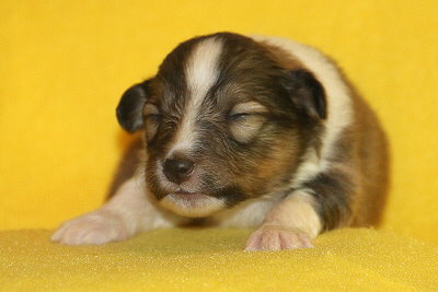 T3-5 vom Affinger Bach, 2 Wochen alt