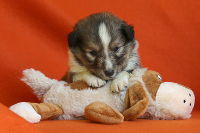 Tollkhner Thor vom Affinger Bach, 3,5 Wochen alt