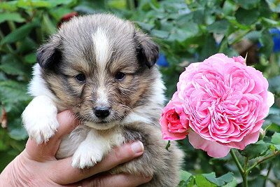 Tollkhner Thor vom Affinger Bach, 4 Wochen alt