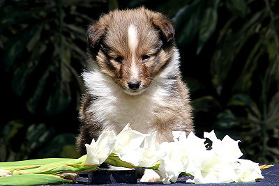 Tollkhner Thor vom Affinger Bach, 5 Wochen alt