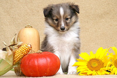 Tollkhner Thor vom Affinger Bach, 6 Wochen alt