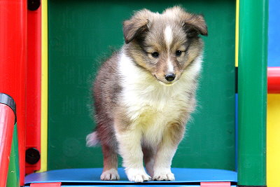 Tollkhner Thor vom Affinger Bach, 7 Wochen alt