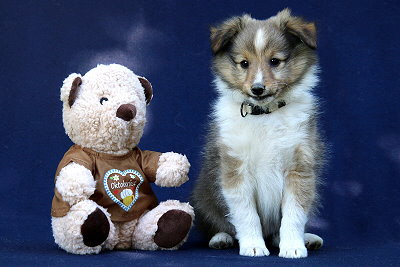 Tollkhner Thor vom Affinger Bach, 8 Wochen alt