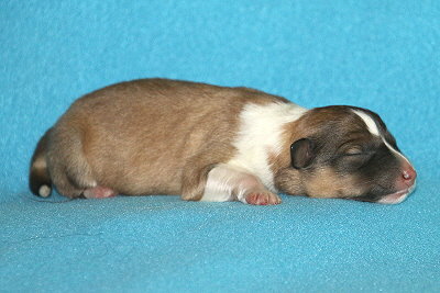 T3-6 vom Affinger Bach, 1 Tag alt