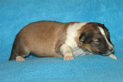 Trendiger Tjark vom Affinger Bach, 1 Woche alt