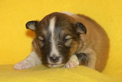 T3-6 vom Affinger Bach, 2 Wochen alt 