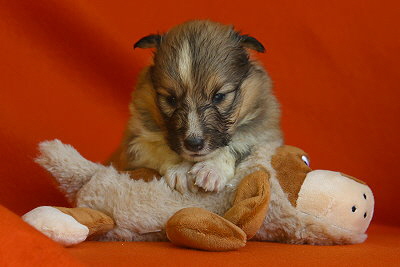 Trendiger Tjark vom Affinger Bach, 3.5 Wochen alt