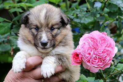 Trendiger Tjark vom Affinger Bach, 4 Wochen alt