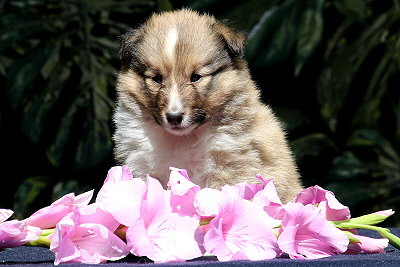 Trendiger Tjark vom Affinger Bach, 5 Wochen alt