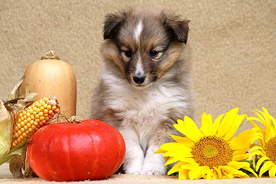 Trendiger Tjark vom Affinger Bach, 6 Wochen alt