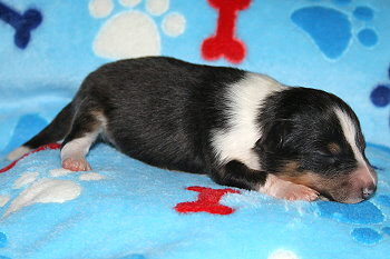 Ufa Fynn vom Affinger Bach, 1 Woche alt 