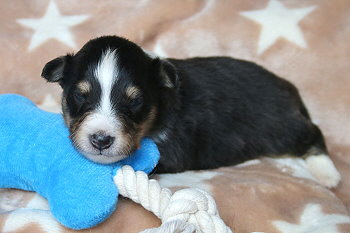 Ufa Fynn vom Affinger Bach, 2 Wochen alt 