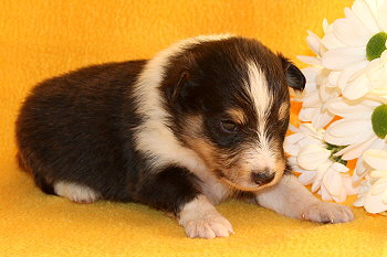 Ufa Fynn vom Affinger Bach, 3 Wochen alt 