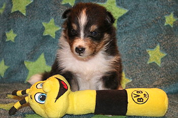 Ufa Fynn vom Affinger Bach, 4 Wochen alt 