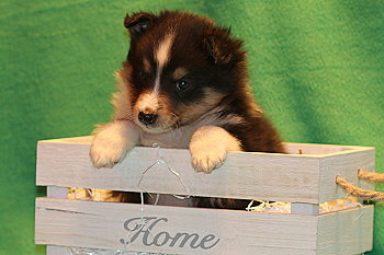 Ufa Fynn vom Affinger Bach, 6 Wochen alt 