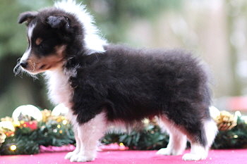 Ufa Fynn vom Affinger Bach, 7 Wochen alt 