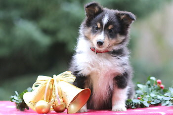 Ufa Fynn vom Affinger Bach, 8 Wochen alt 