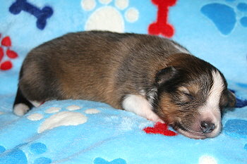 Utoo Ono vom Affinger Bach, 1 Woche alt 