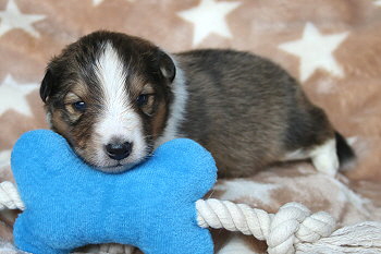 Utoo Ono vom Affinger Bach, 2 Wochen alt 