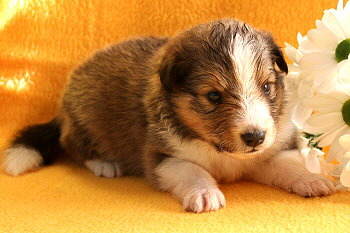 Utoo Ono vom Affinger Bach, 3 Wochen alt 