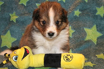 Utoo Ono vom Affinger Bach, 4 Wochen alt 