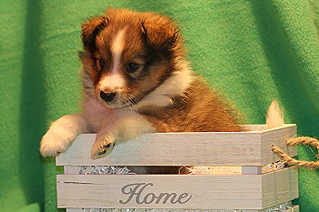 Utoo Ono vom Affinger Bach, 6 Wochen alt 