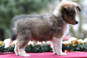 Utoo Ono vom Affinger Bach, 7 Wochen alt 