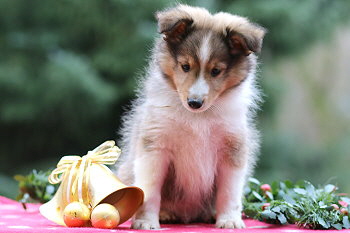 Utoo Ono vom Affinger Bach, 8 Wochen alt 