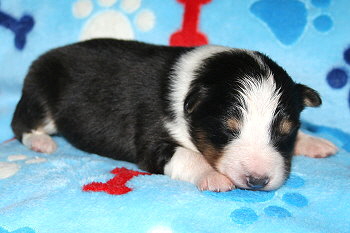 Uttila Thor vom Affinger Bach, 1 Woche alt 