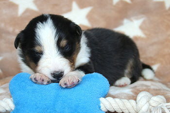 Uttila Thor vom Affinger Bach, 2 Wochen alt 