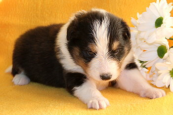 Uttila Thor vom Affinger Bach, 3 Wochen alt 