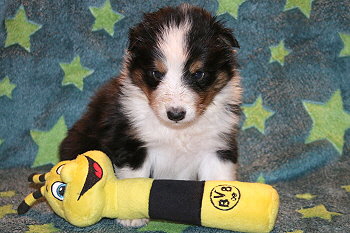 Uttila Thor vom Affinger Bach, 4 Wochen alt 