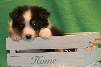 Uttila Thor vom Affinger Bach, 6 Wochen alt 