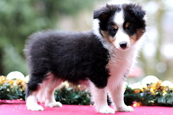 Uttila Thor vom Affinger Bach, 7 Wochen alt 