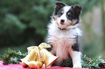 Uttila Thor vom Affinger Bach, 8 Wochen alt 